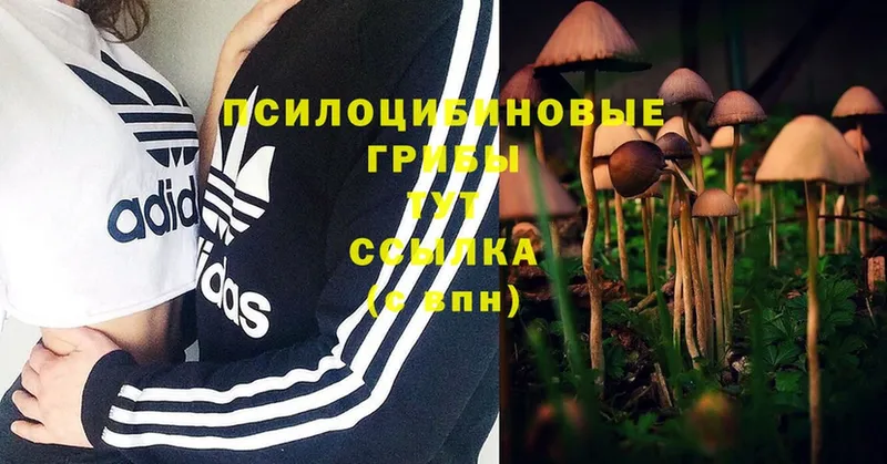 дарнет шоп  Таганрог  Псилоцибиновые грибы Psilocybe 